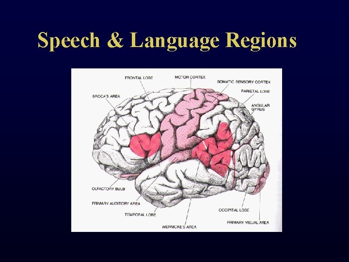 Speech & Language Regions 