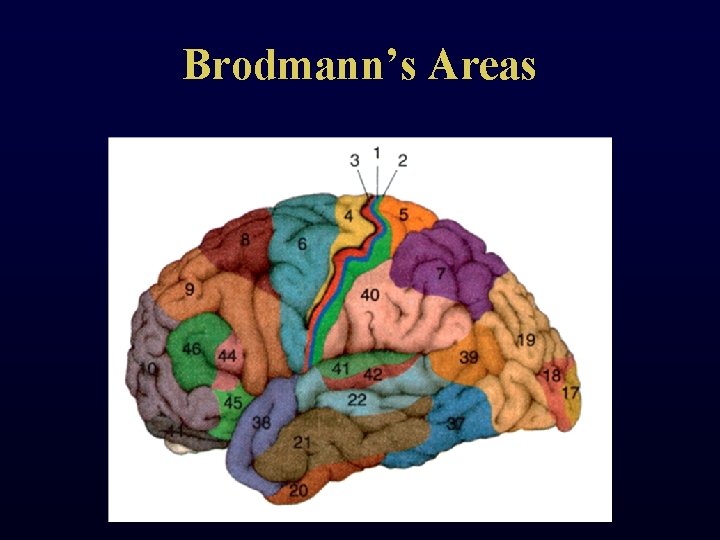 Brodmann’s Areas 