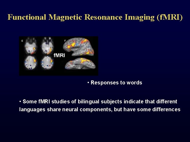 Functional Magnetic Resonance Imaging (f. MRI) • Responses to words • Some f. MRI