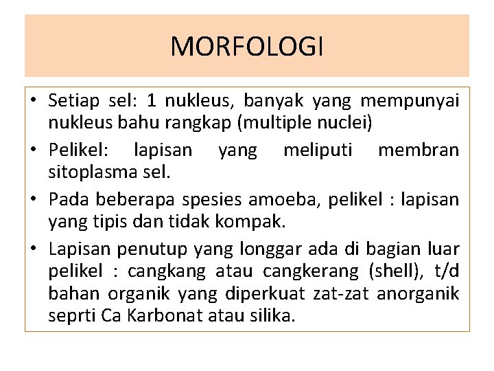 MORFOLOGI • Setiap sel: 1 nukleus, banyak yang mempunyai nukleus bahu rangkap (multiple nuclei)