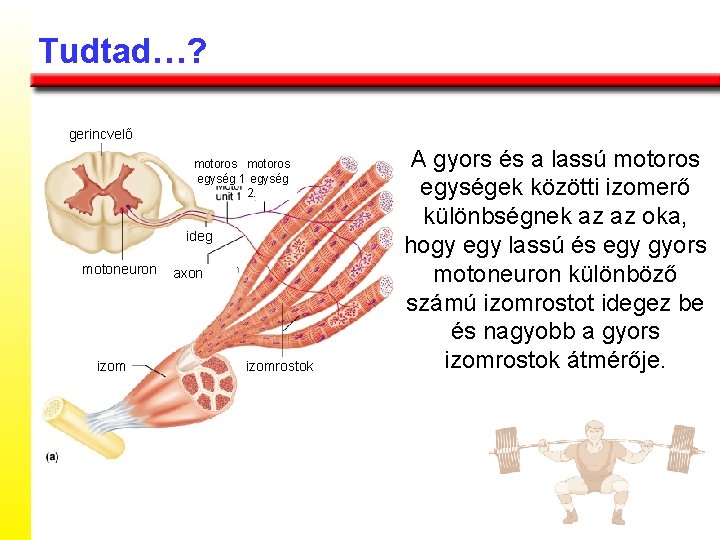 Tudtad…? gerincvelő motoros egység 1. egység 2. ideg motoneuron izom axon izomrostok A gyors