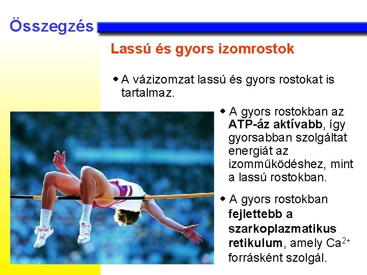 Összegzés Lassú és gyors izomrostok w A vázizomzat lassú és gyors rostokat is tartalmaz.