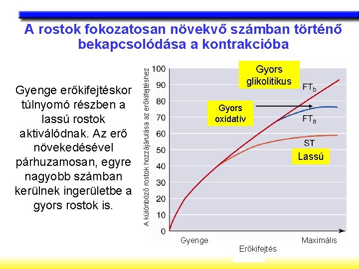 A rostok fokozatosan növekvő számban történő bekapcsolódása a kontrakcióba A különböző rostok hozzájárulása az