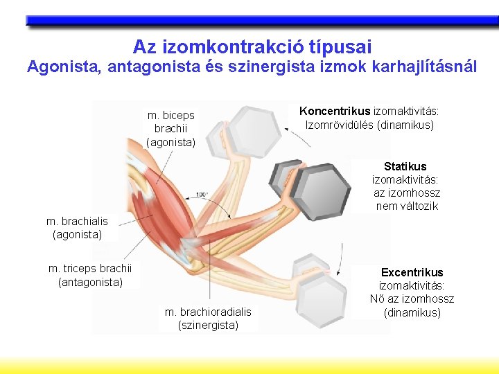 Az izomkontrakció típusai Agonista, antagonista és szinergista izmok karhajlításnál m. biceps brachii (agonista) Koncentrikus