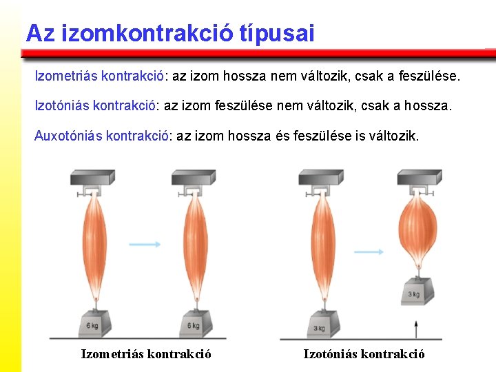 Az izomkontrakció típusai Izometriás kontrakció: az izom hossza nem változik, csak a feszülése. Izotóniás