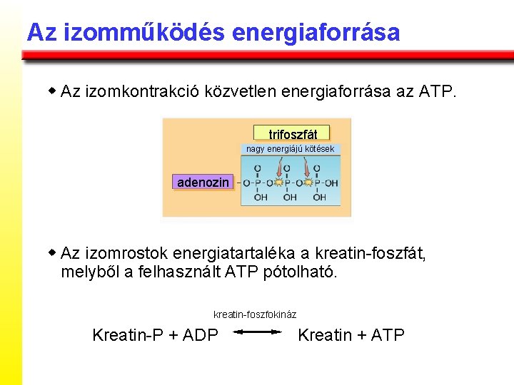 Az izomműködés energiaforrása w Az izomkontrakció közvetlen energiaforrása az ATP. trifoszfát nagy energiájú kötések