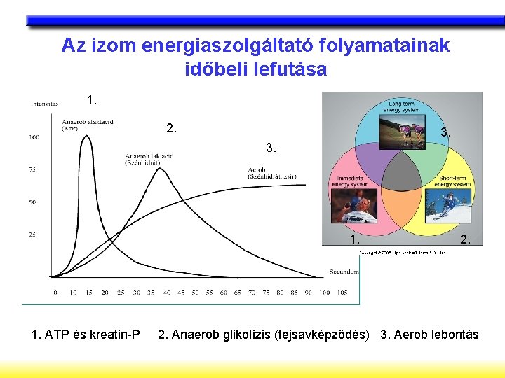 Az izom energiaszolgáltató folyamatainak időbeli lefutása 1. 2. 3. 3. 1. ATP és kreatin-P