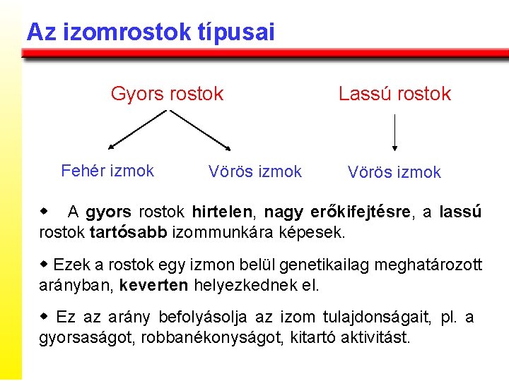 Az izomrostok típusai Gyors rostok Fehér izmok Vörös izmok Lassú rostok Vörös izmok w