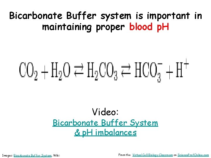 Bicarbonate Buffer system is important in maintaining proper blood p. H Video: Bicarbonate Buffer