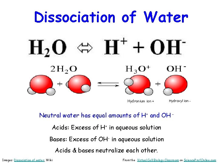 Dissociation of Water Hydronium ion + Hydroxyl ion - Neutral water has equal amounts