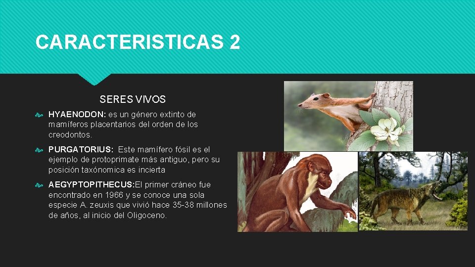 CARACTERISTICAS 2 SERES VIVOS HYAENODON: es un género extinto de mamíferos placentarios del orden