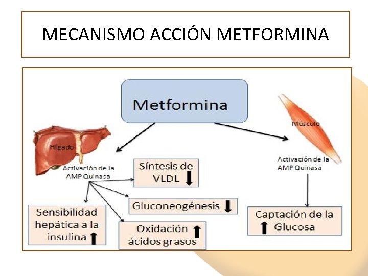 MECANISMO ACCIÓN METFORMINA 