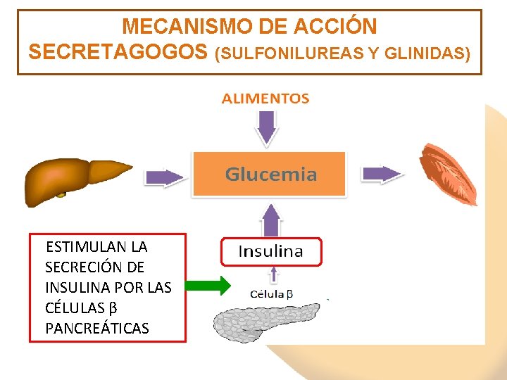MECANISMO DE ACCIÓN SECRETAGOGOS (SULFONILUREAS Y GLINIDAS) ESTIMULAN LA SECRECIÓN DE INSULINA POR LAS MECANISMO DE ACCIÓN SECRETAGOGOS (SULFONILUREAS Y GLINIDAS) ESTIMULAN LA SECRECIÓN DE INSULINA POR LAS