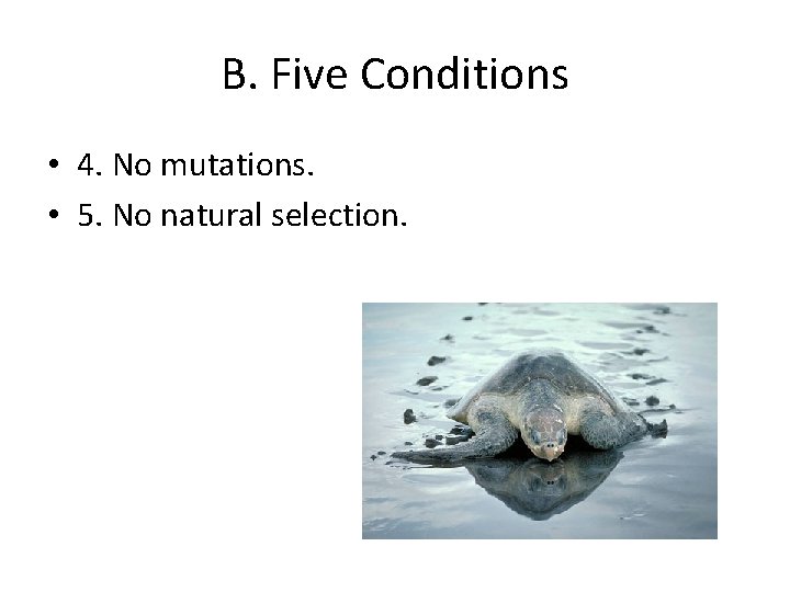 B. Five Conditions • 4. No mutations. • 5. No natural selection. 