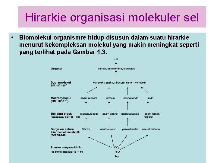 Hirarkie organisasi molekuler sel • Biomolekul organismre hidup disusun dalam suatu hirarkie menurut kekompleksan