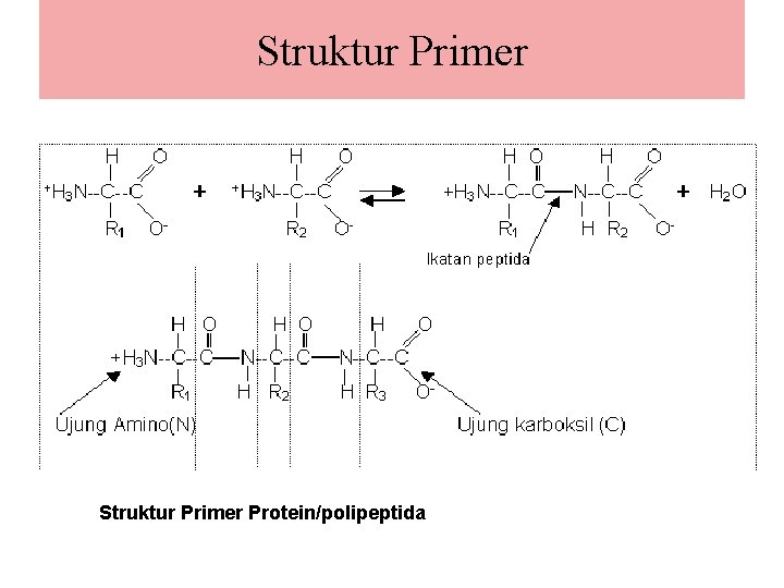 Struktur Primer Protein/polipeptida 