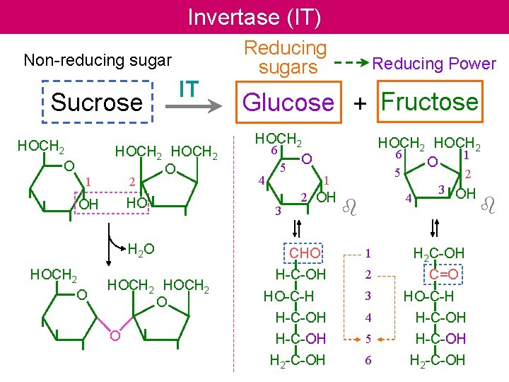 Invertase (IT) Non-reducing sugar Sucrose HOCH 2 O 1 IT HOCH 2 O 2