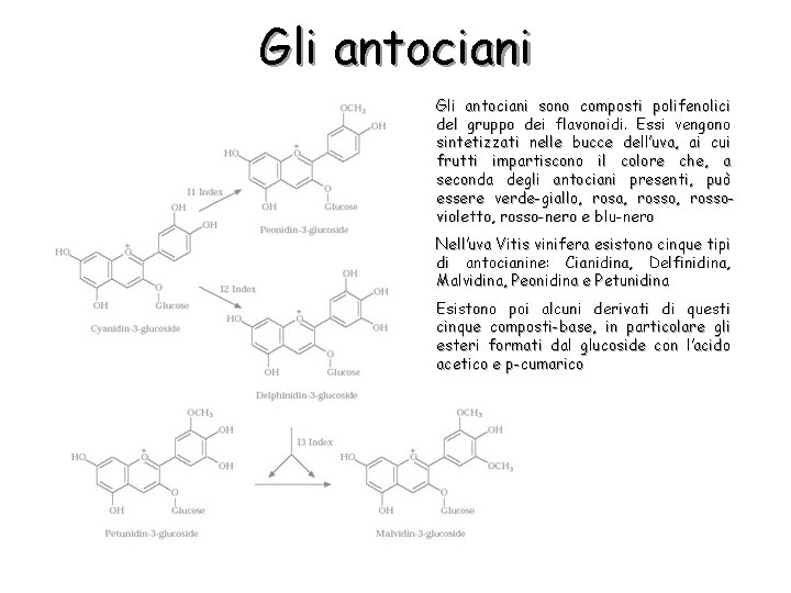 Gli antociani sono composti polifenolici del gruppo dei flavonoidi. Essi vengono sintetizzati nelle bucce