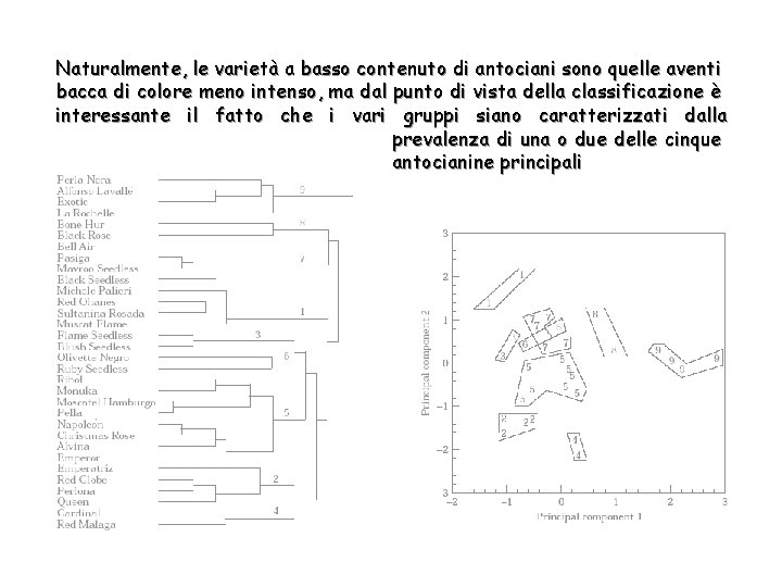 Naturalmente, le varietà a basso contenuto di antociani sono quelle aventi bacca di colore