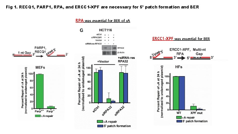 Fig 1. RECQ 1, PARP 1, RPA, and ERCC 1 -XPF are necessary for