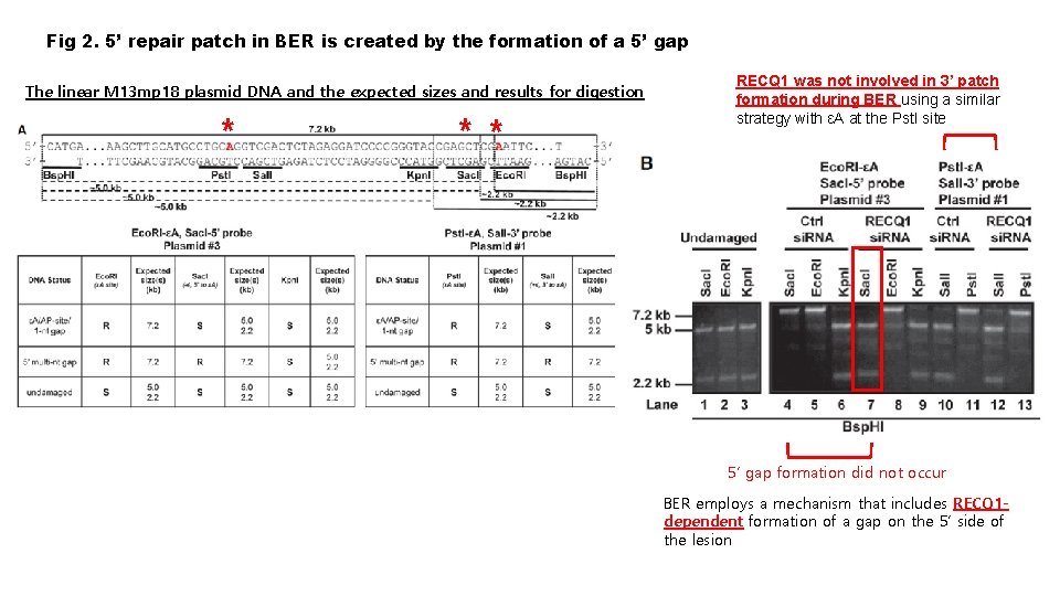 Fig 2. 5’ repair patch in BER is created by the formation of a
