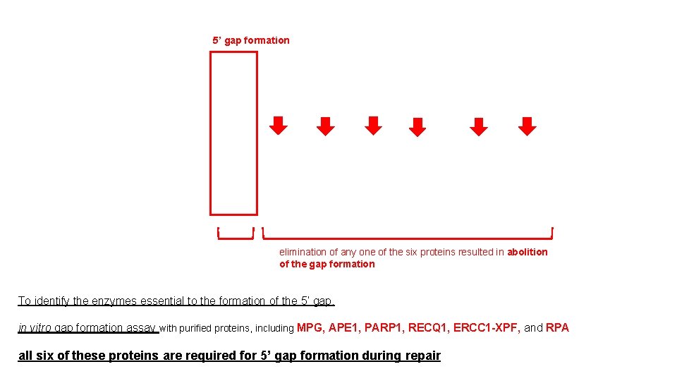 5’ gap formation elimination of any one of the six proteins resulted in abolition