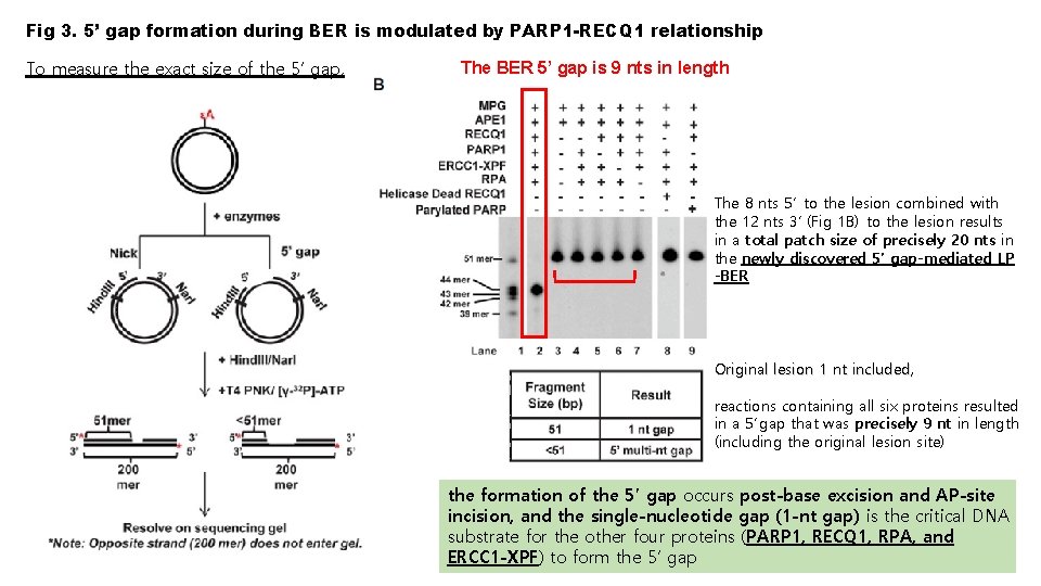 Fig 3. 5’ gap formation during BER is modulated by PARP 1 -RECQ 1