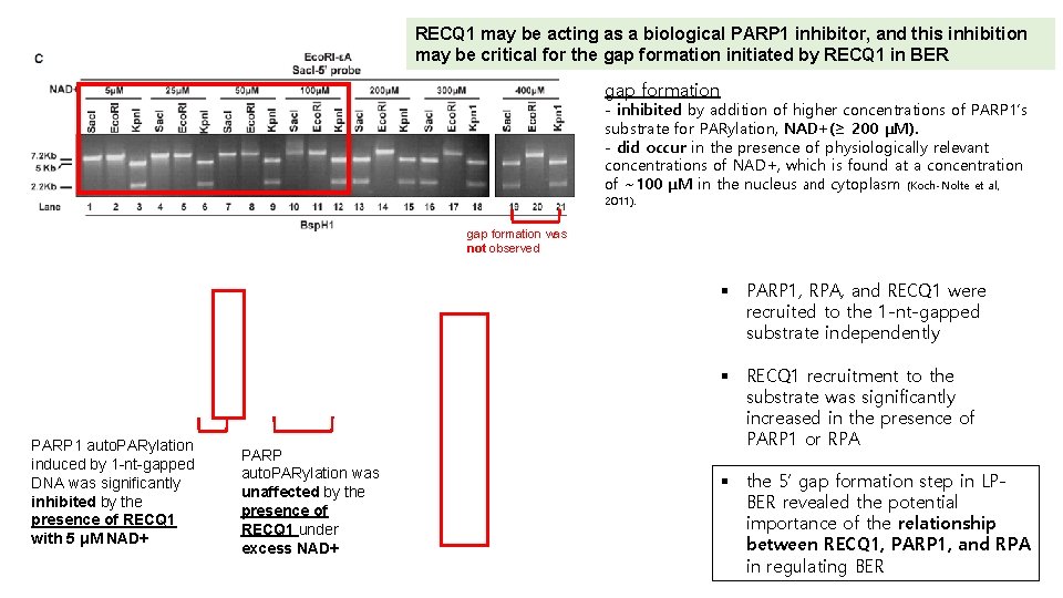 RECQ 1 may be acting as a biological PARP 1 inhibitor, and this inhibition