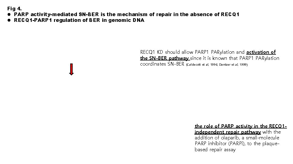 Fig 4. l PARP activity-mediated SN-BER is the mechanism of repair in the absence