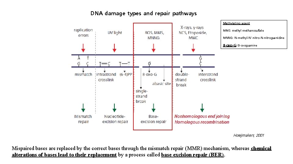 DNA damage types and repair pathways Methylating agent MMS: methyl methanosulfate MNNG: N-methyl-N’-nitro-N-nitroguanidine 8