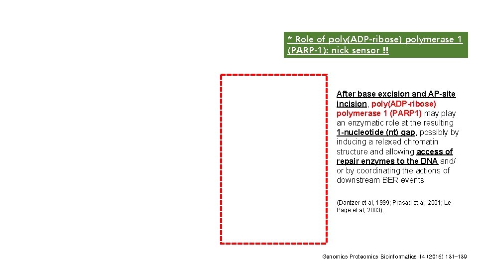 * Role of poly(ADP-ribose) polymerase 1 (PARP-1): nick sensor !! After base excision and