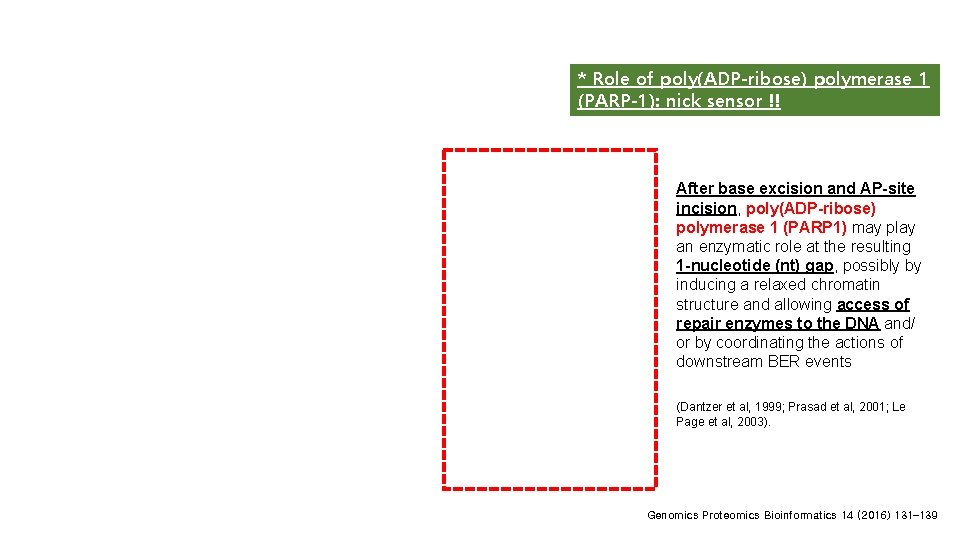 * Role of poly(ADP-ribose) polymerase 1 (PARP-1): nick sensor !! After base excision and