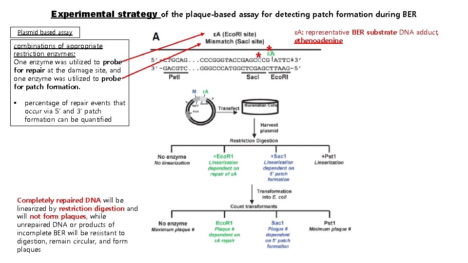 Experimental strategy of the plaque-based assay for detecting patch formation during BER Plasmid based