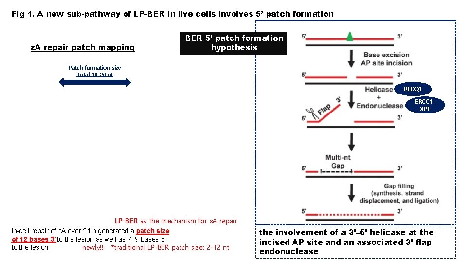 Fig 1. A new sub-pathway of LP-BER in live cells involves 5’ patch formation