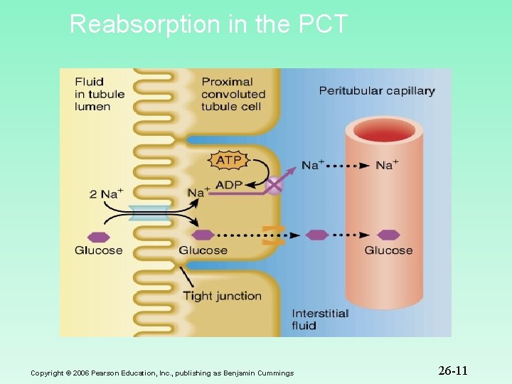 Reabsorption in the PCT Copyright © 2006 Pearson Education, Inc. , publishing as Benjamin