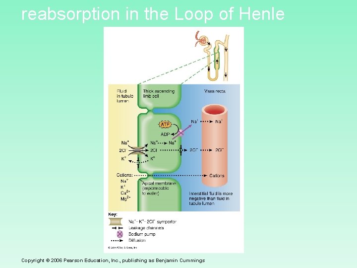 reabsorption in the Loop of Henle Copyright © 2006 Pearson Education, Inc. , publishing