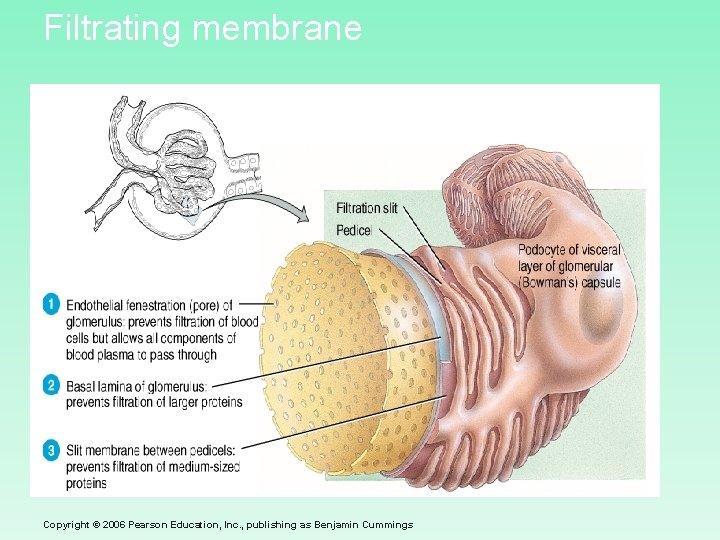 Filtrating membrane Copyright © 2006 Pearson Education, Inc. , publishing as Benjamin Cummings 