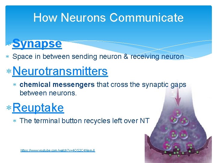 How Neurons Communicate Synapse Space in between sending neuron & receiving neuron Neurotransmitters chemical