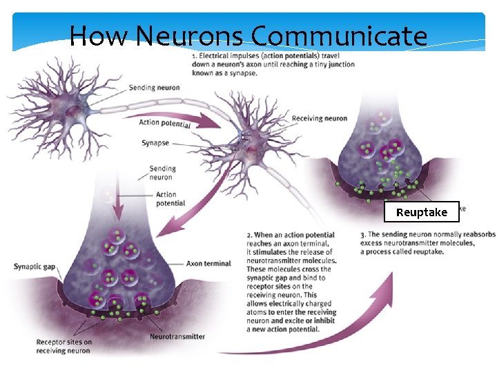 How Neurons Communicate Reuptake 