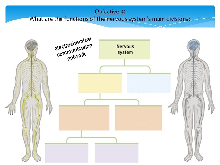 Objective 4: What are the functions of the nervous system’s main divisions? ical m