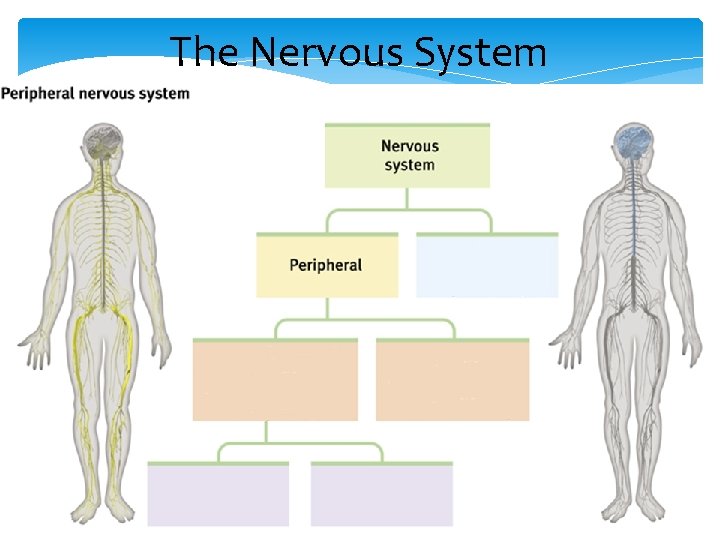 The Nervous System 