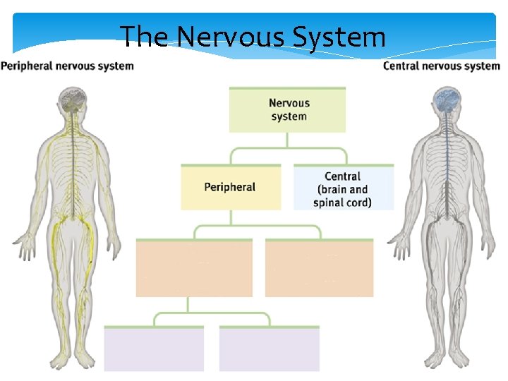 The Nervous System 