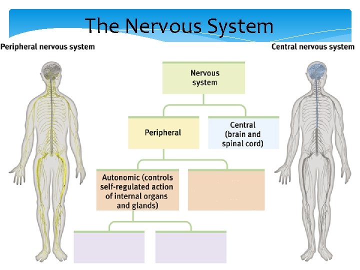 The Nervous System 