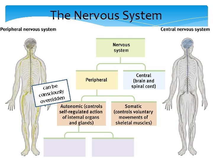 The Nervous System can be sly u o i c s n co den