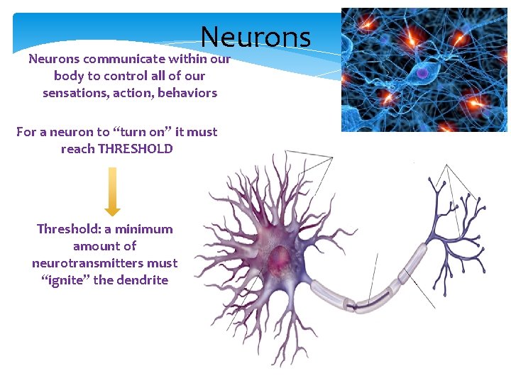 Neurons communicate within our body to control all of our sensations, action, behaviors For