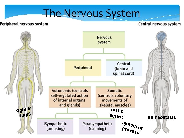 The Nervous System or fight flight rest & diges t opp on proc ent