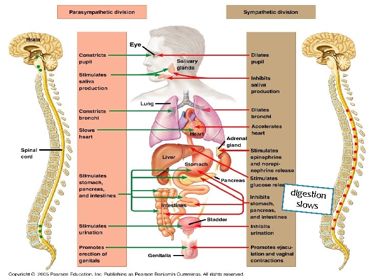 digestion slows 