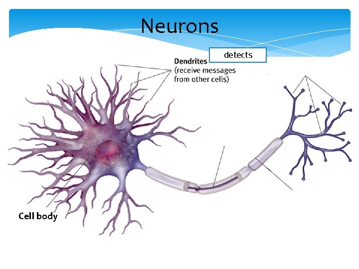 Neurons detects Cell body 