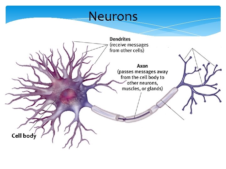 Neurons Cell body 