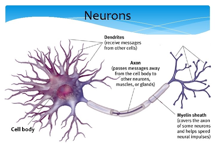 Neurons Cell body 